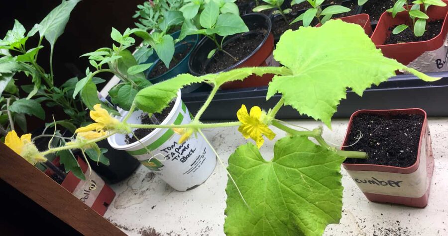 cucumber seedling under grow lights