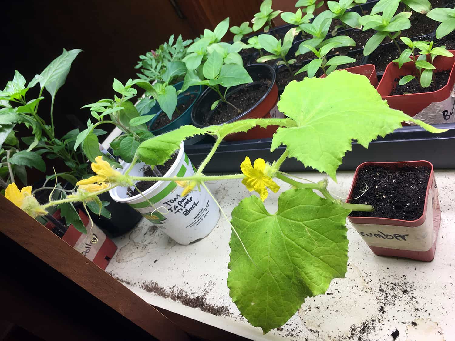 starting cucumber indoors
