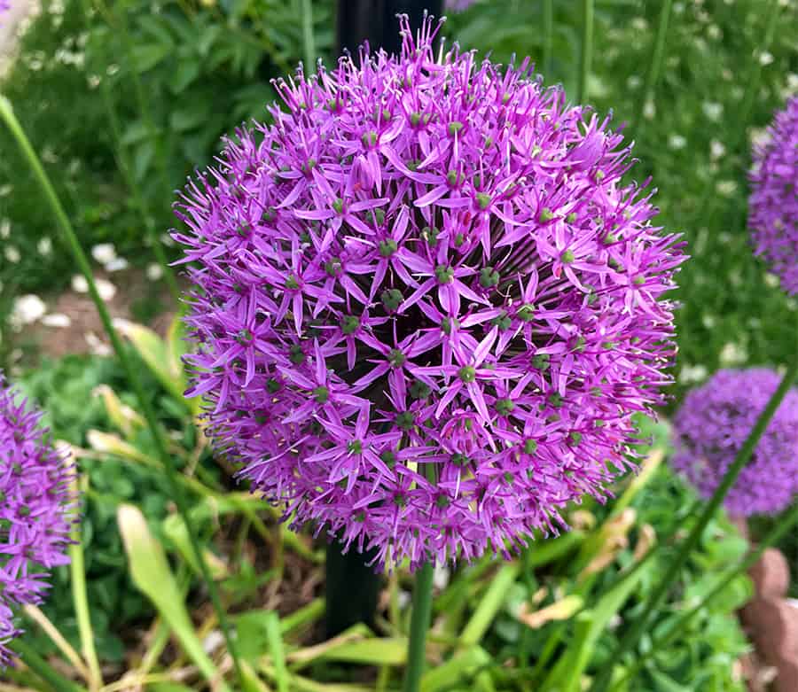 when to plant alliums