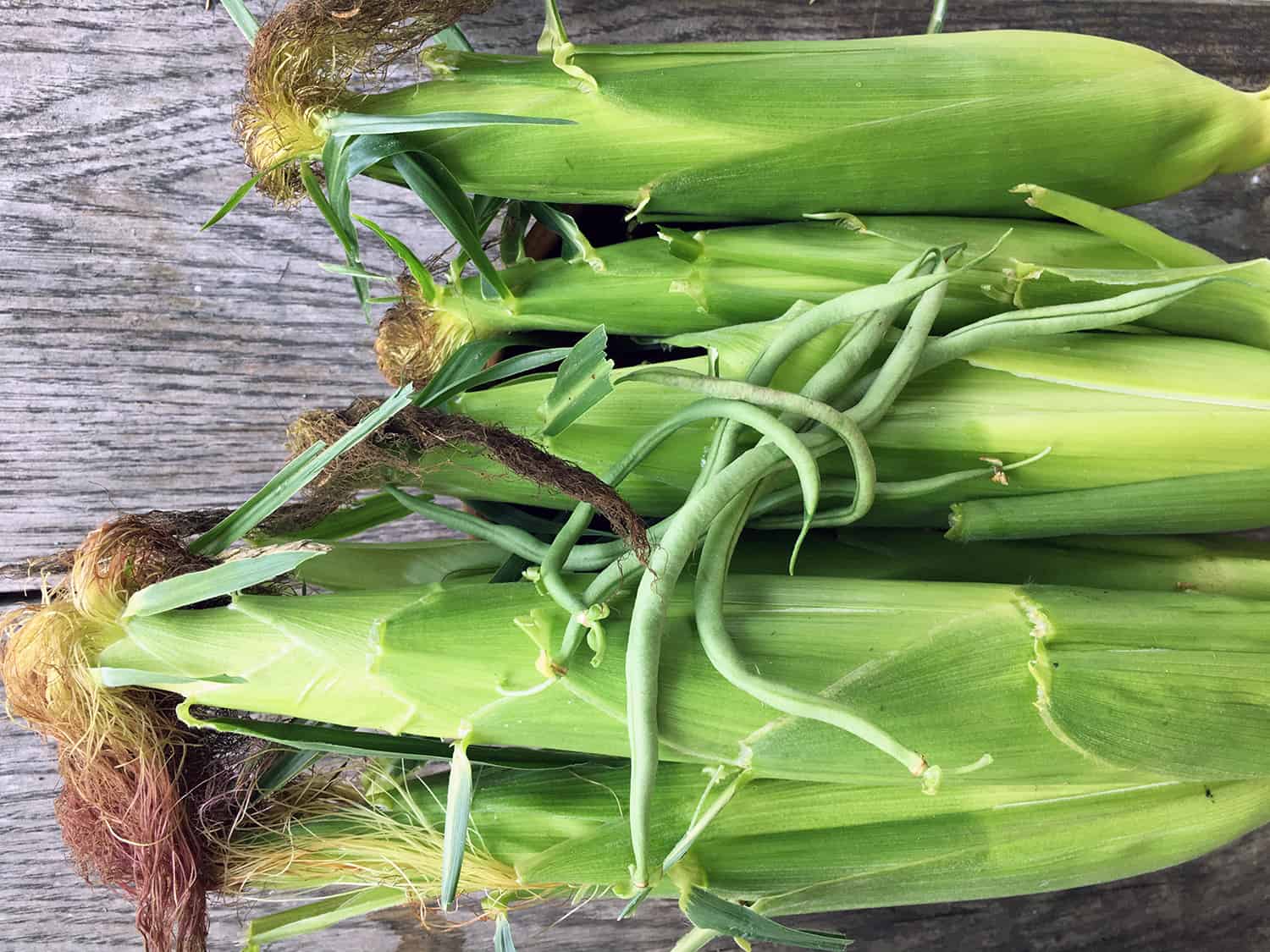 Growing Sweet Corn at Home: Varieties, Soil Preparation & Harvesting Tips for Delicious Summer Treats