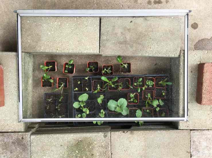 cold frame