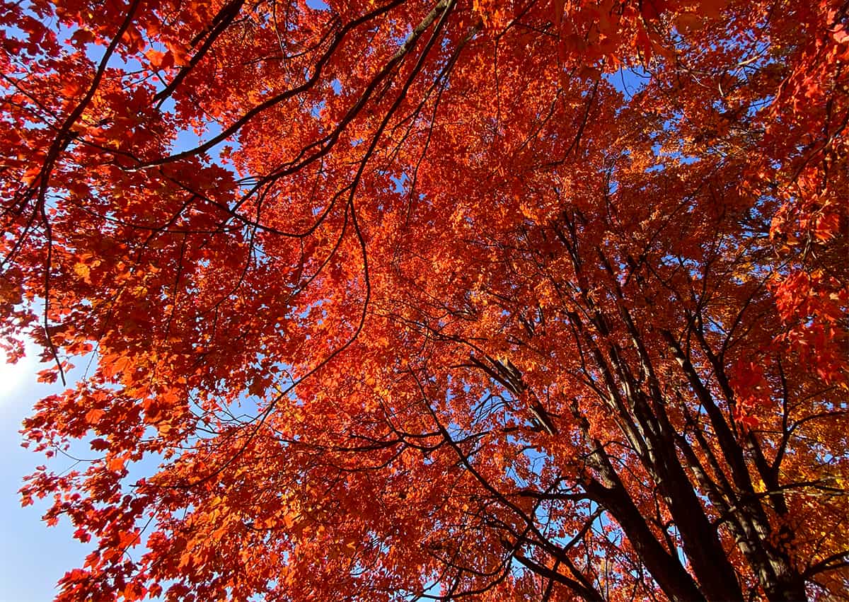 red maple foliage