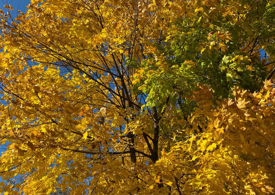 yellow maple deciduous tree