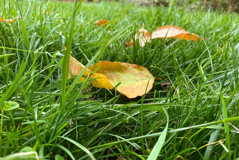 fall lawn