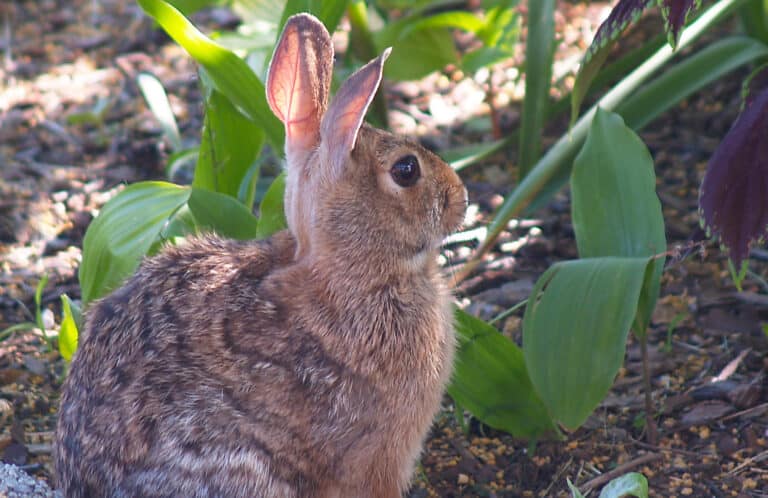 rabbit in garden