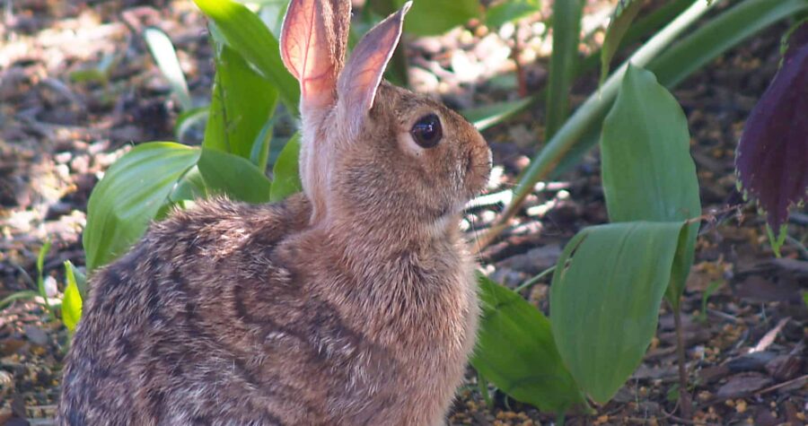 rabbit in garden
