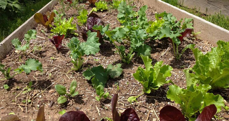 lettuce greens kale garden