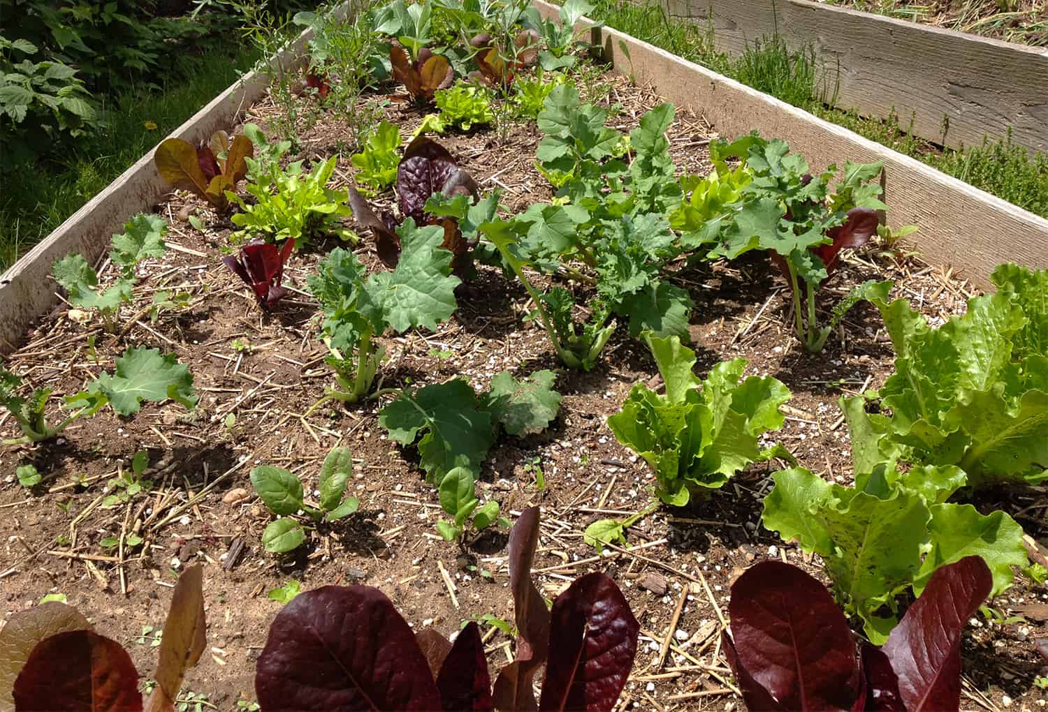 lettuce greens kale garden