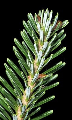 fraser fir christmas tree