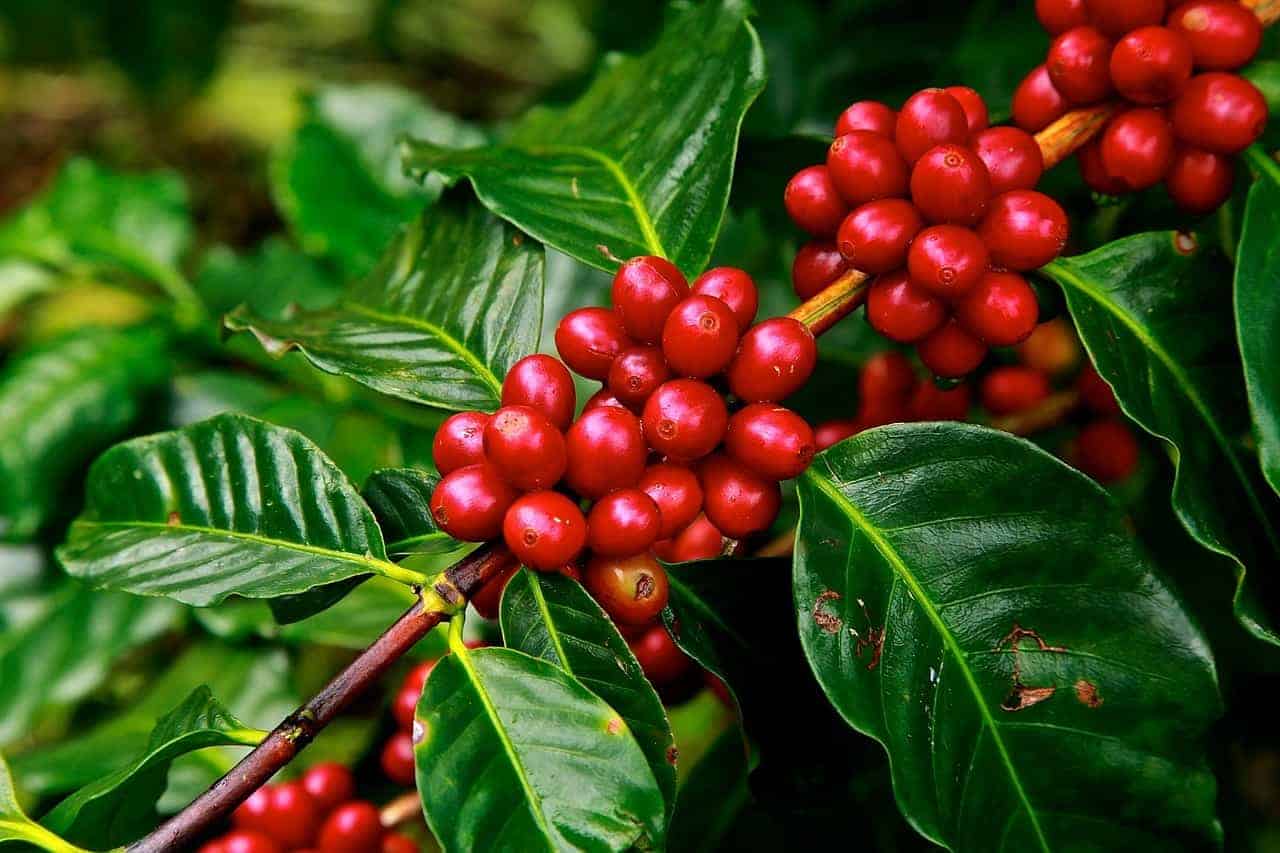 How to Grow Coffee Bean Plant 