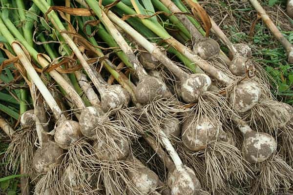 grow garlic