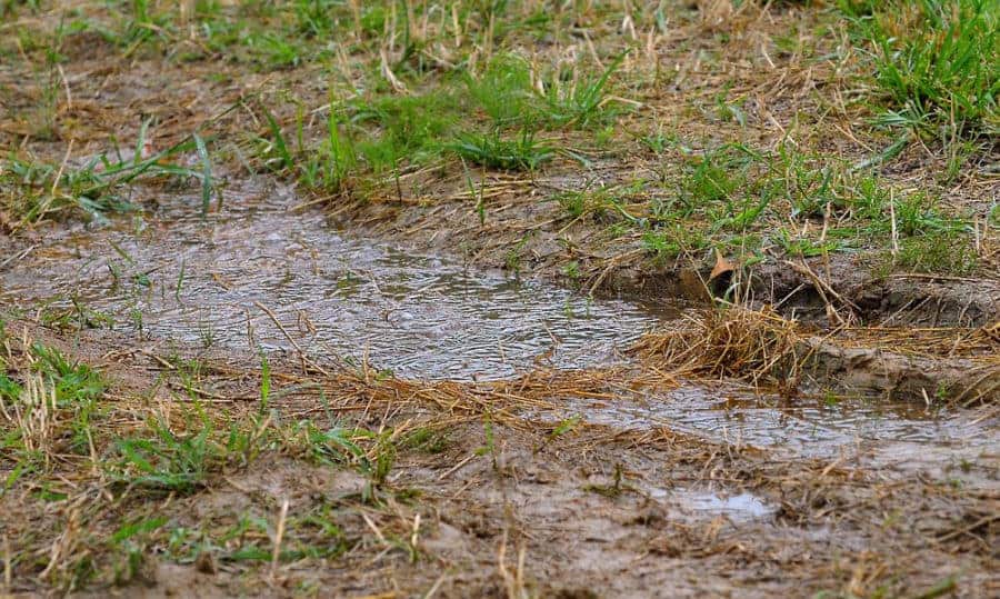 water pooling on lawn
