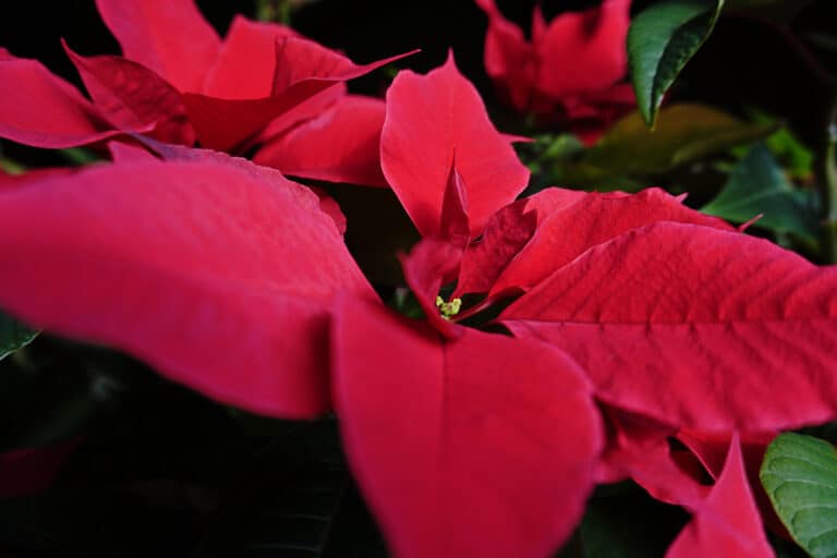 poinsettia