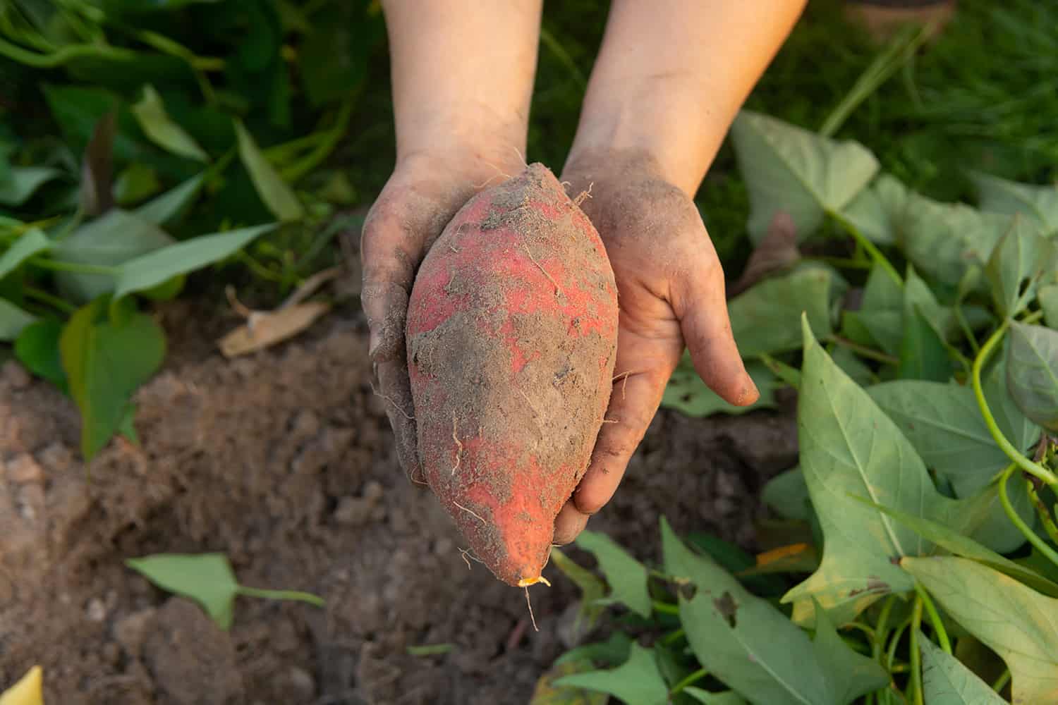 how to grow sweet potatoes