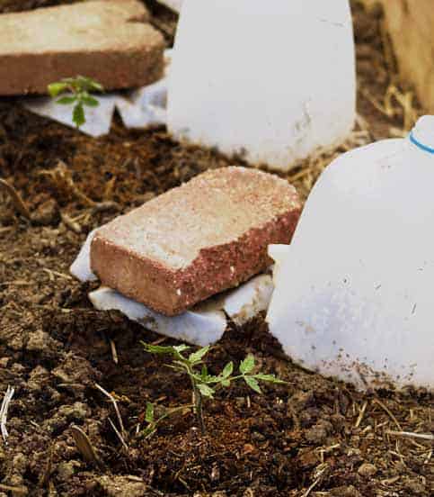 seedlings covered with milk jugs