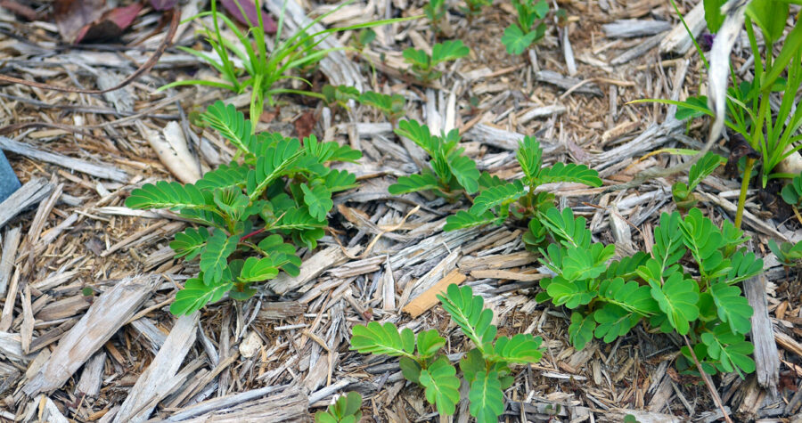 landscape fabric with weeds