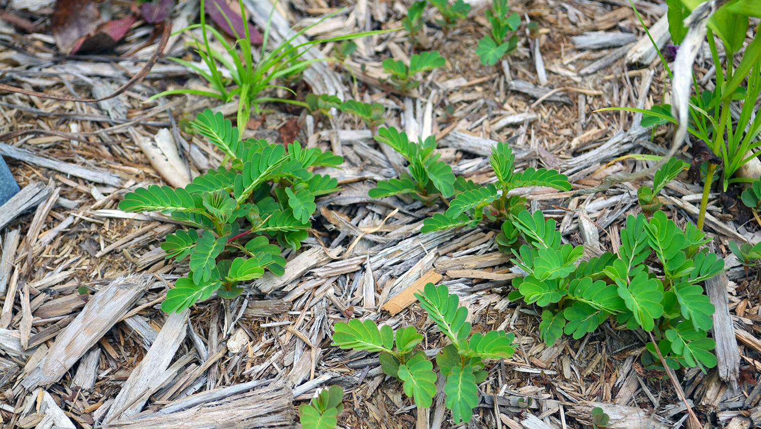landscape fabric with weeds