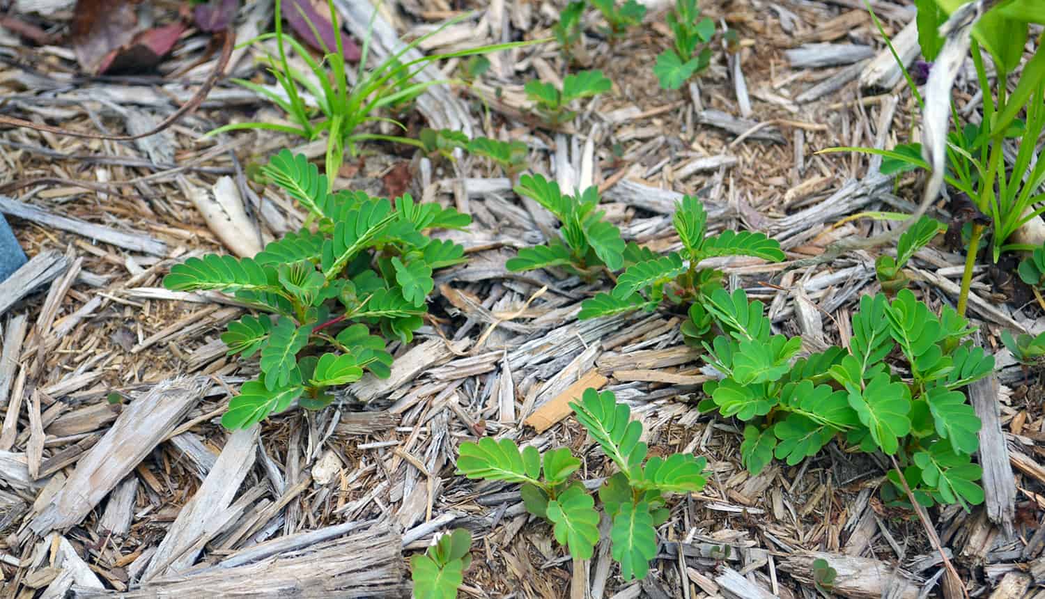 weeds growing through landscape fabric
