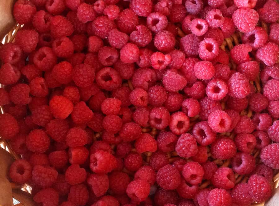 How to Grow Raspberries * Big Blog of Gardening