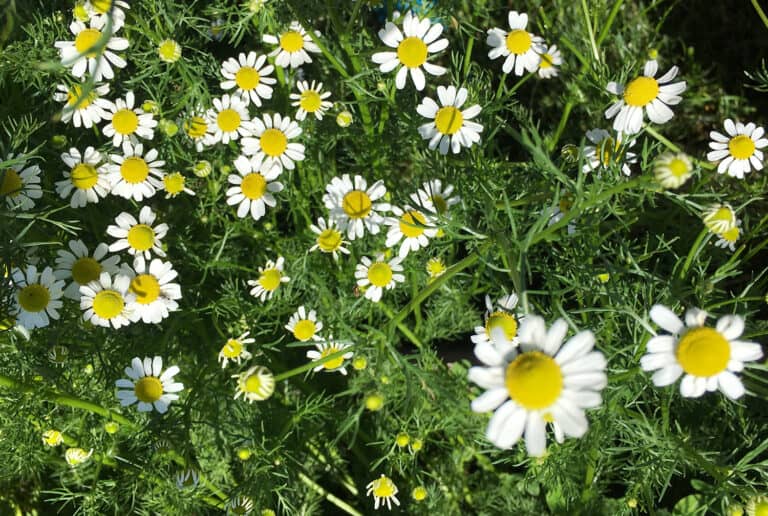 chamomile flowers