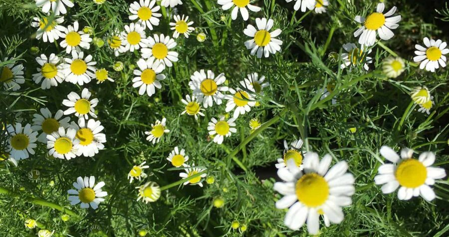 chamomile flowers