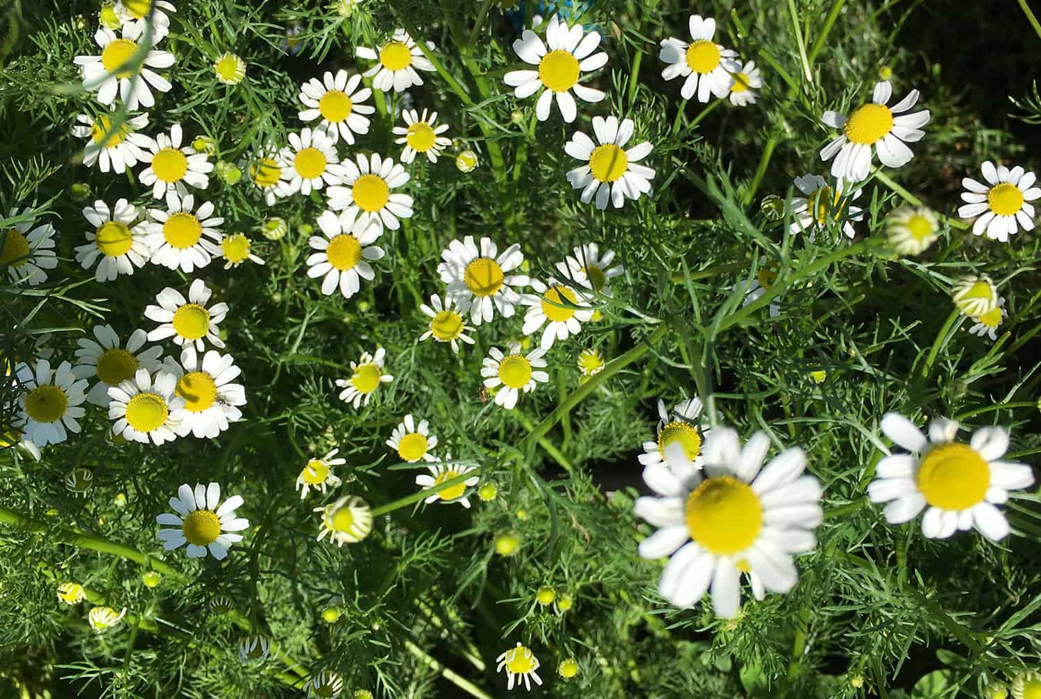 growing chamomile