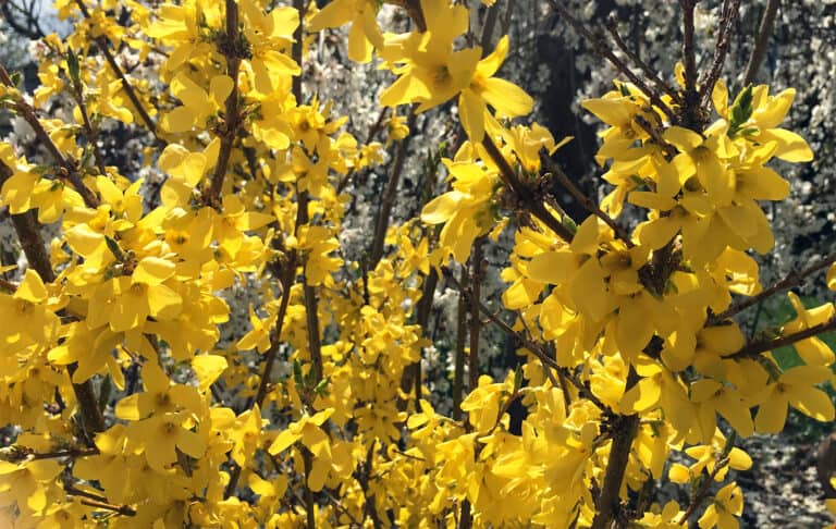 forsythias