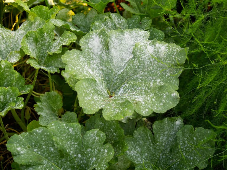 powdery mildew infection on pumpkin