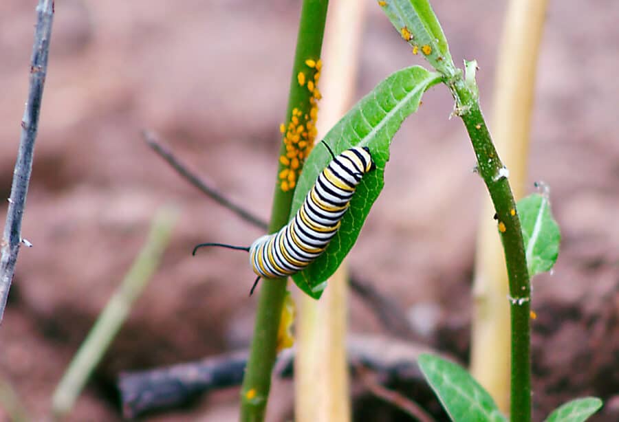 monarch butterfly caterpillar on milkweed
