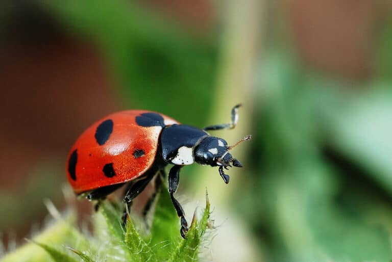 lady beetle beneficial insect