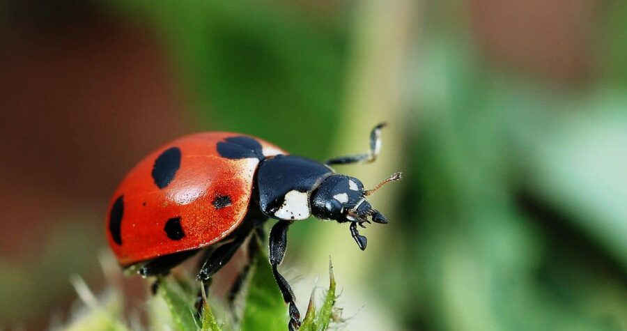 lady beetle beneficial insect