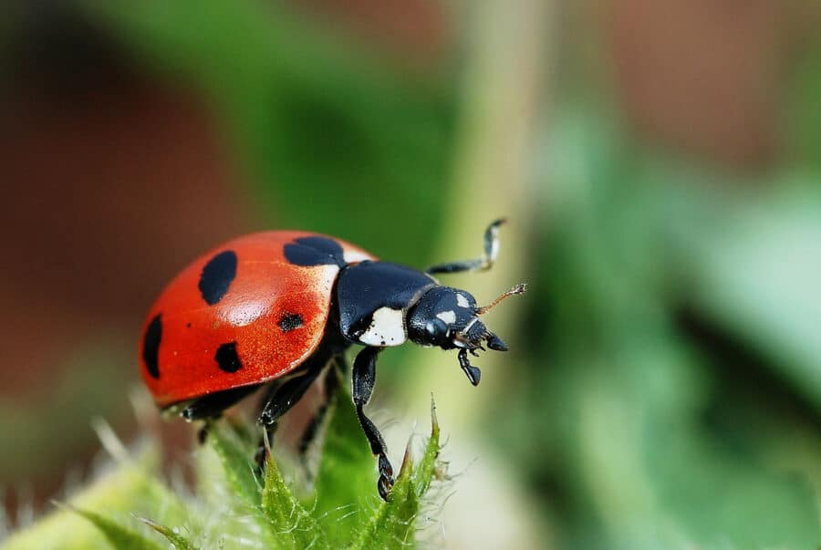 How to Use Beneficial Insects in Your Garden ⋆ Big Blog Of Gardening