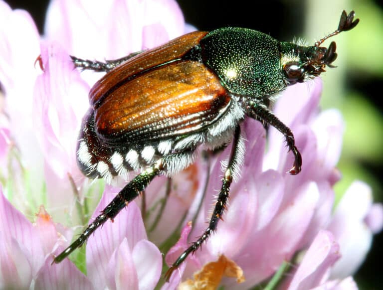 Japanese beetle