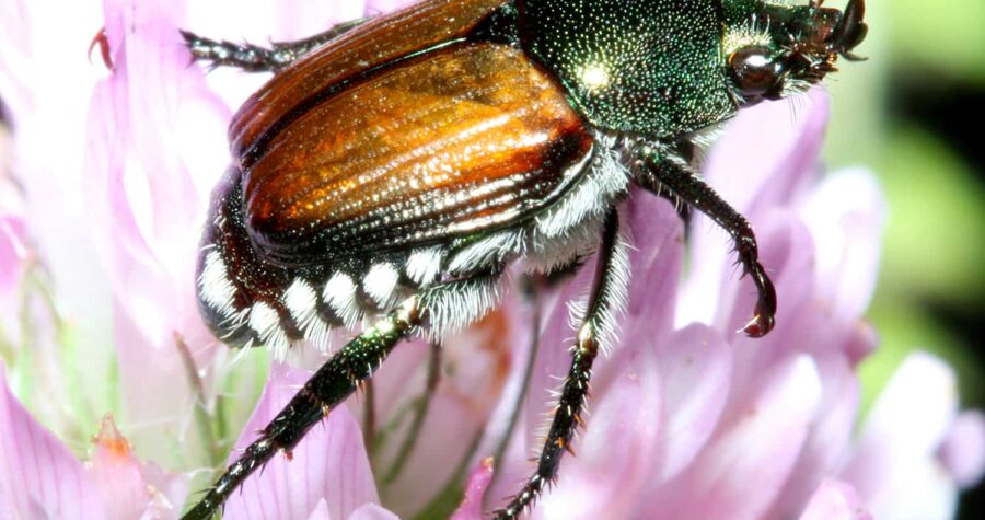Japanese beetle