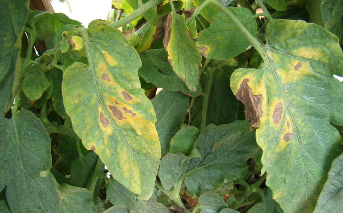 early blight on tomatoes