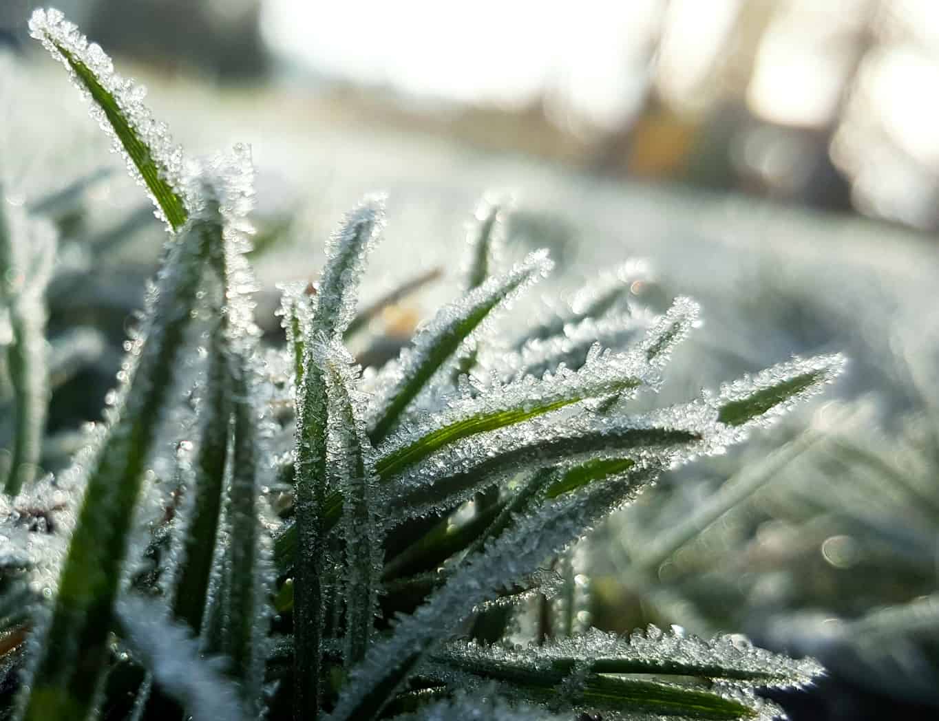 Last Frost Dates First Frost Dates Big Blog Of Gardening Last Frost Dates First Frost Dates Big Blog Of Gardening