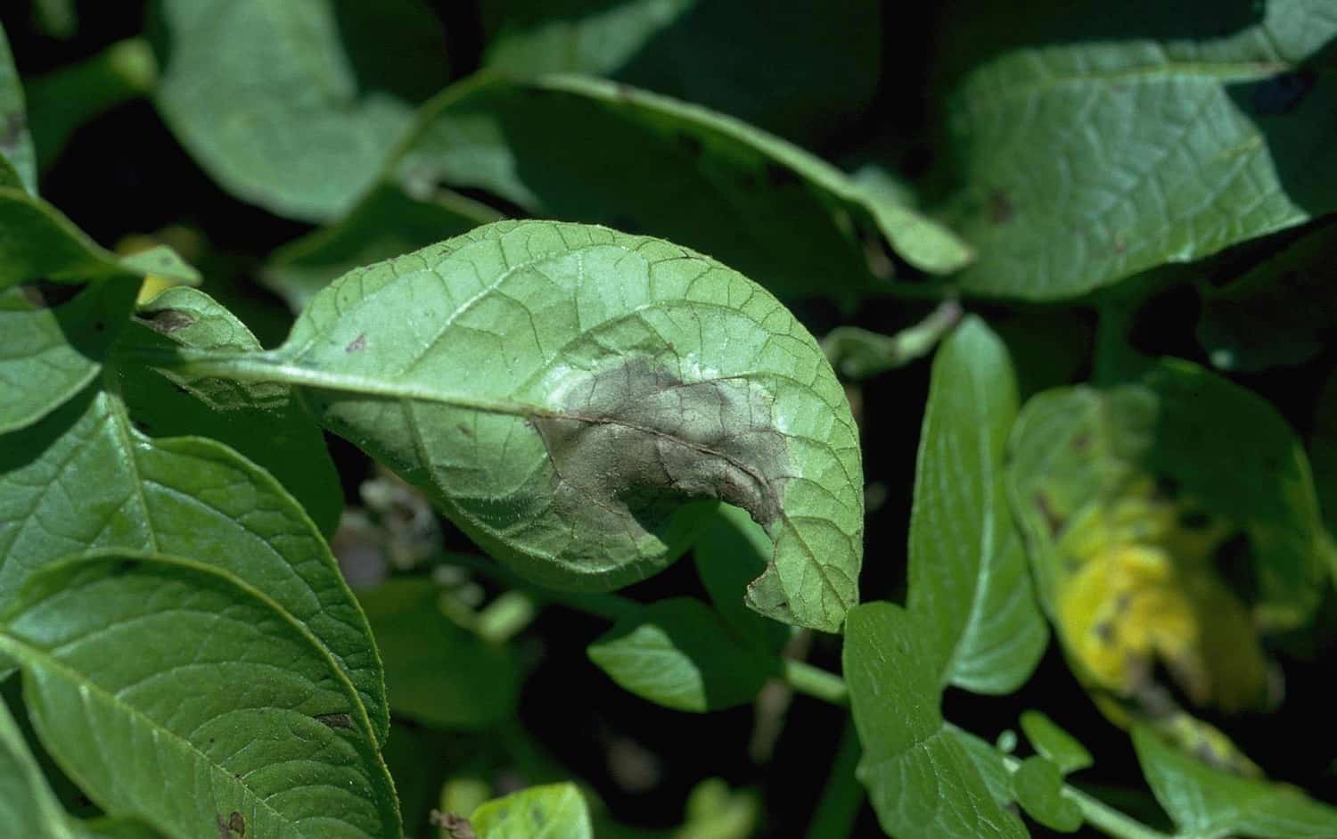 late blight potato