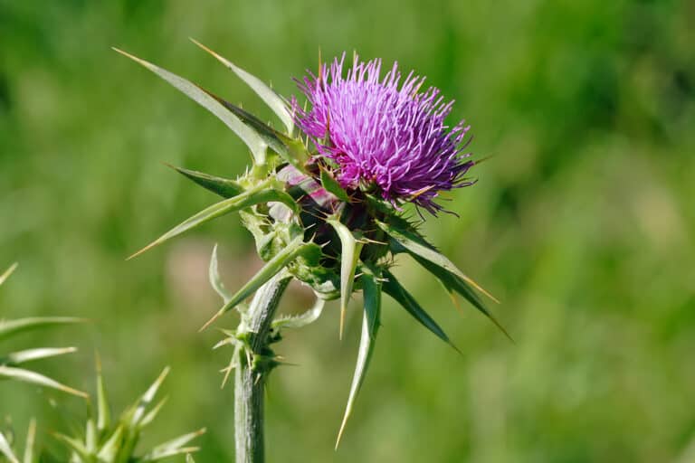 thistle weed