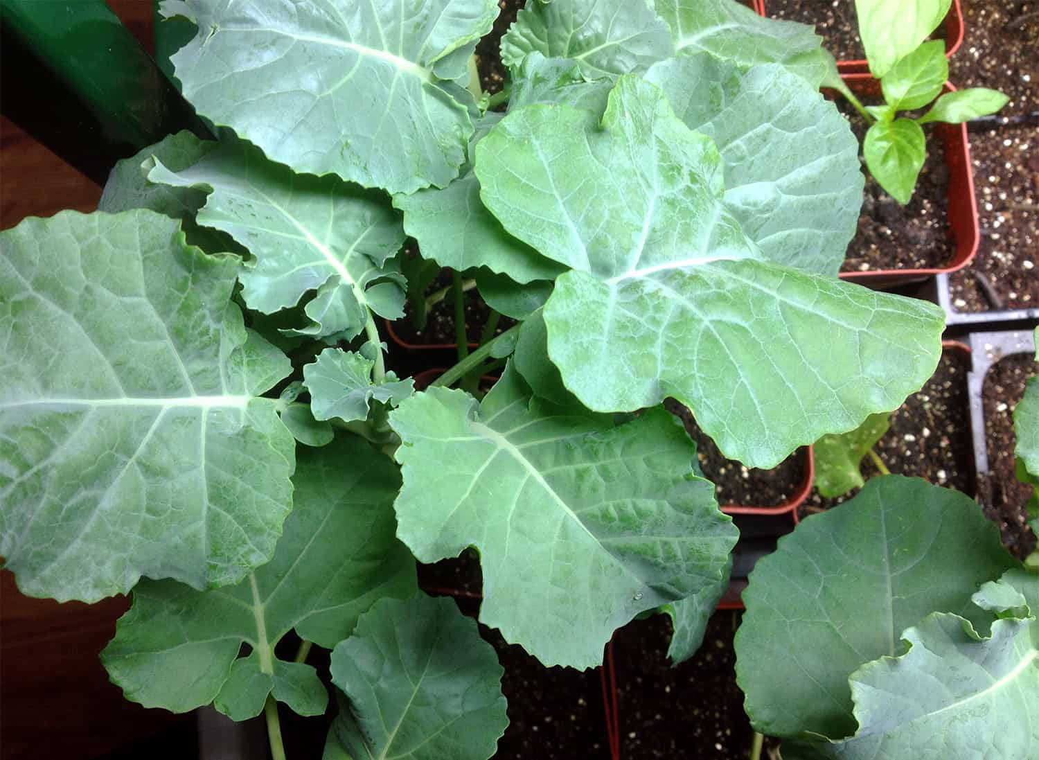 broccoli seedling under t5 grow light