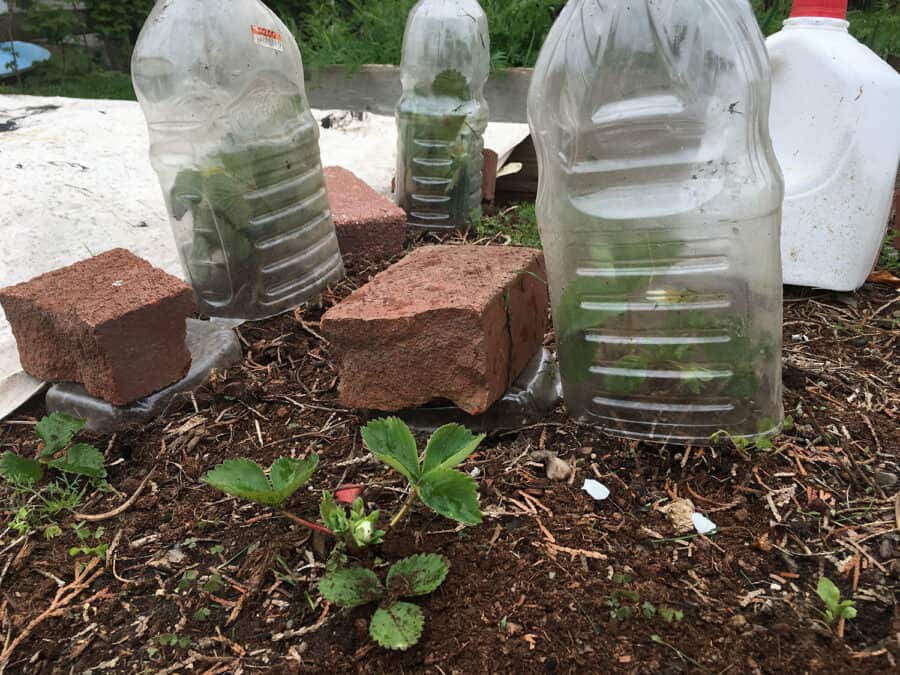 How to protect Strawberries! YouTube