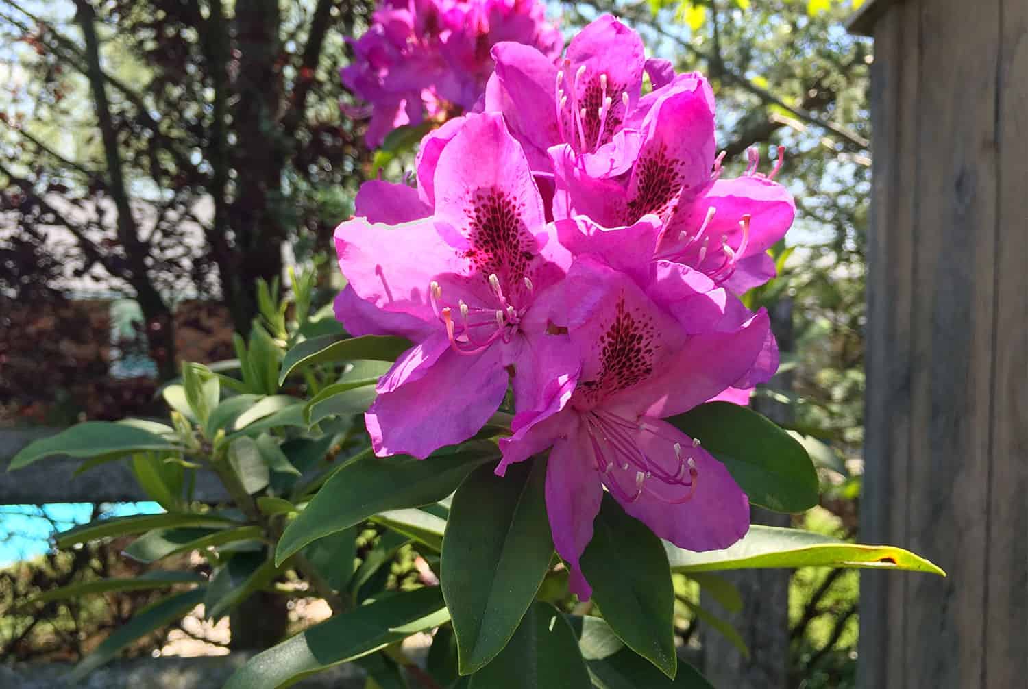 rhododendron flower