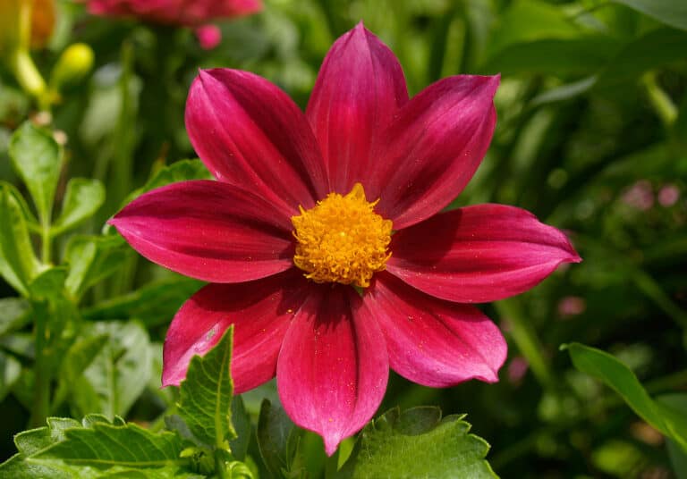 dahlia flower