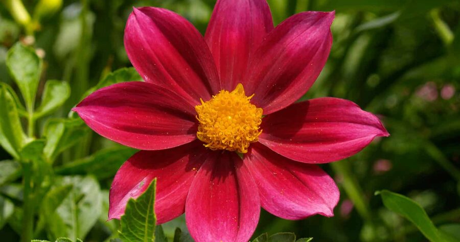 dahlia flower
