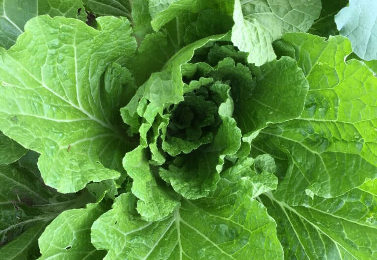 chinese cabbage