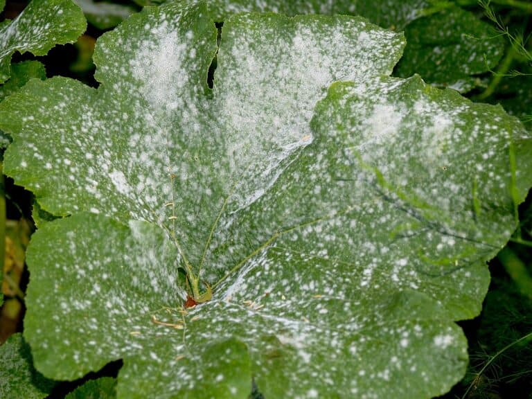 powdery mildew on pumpkin leaves