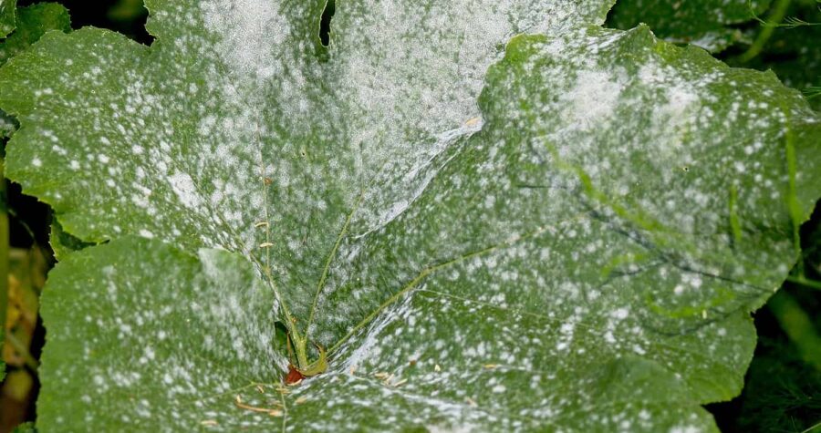 powdery mildew on pumpkin leaves