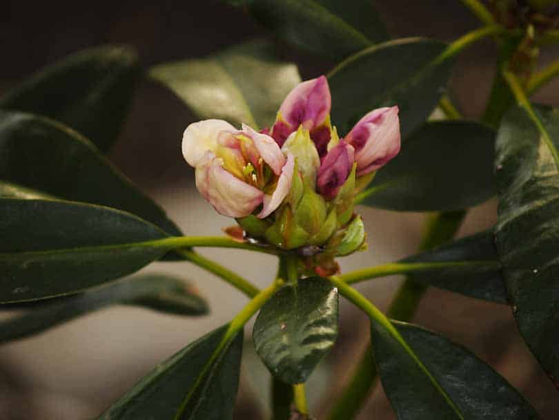 apertura de la flor del rododendro
