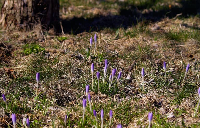 crocus under tree