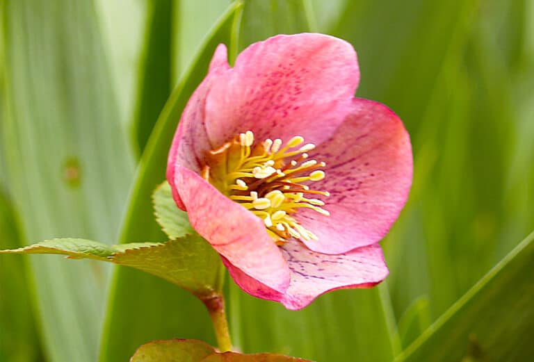 pink hellebore