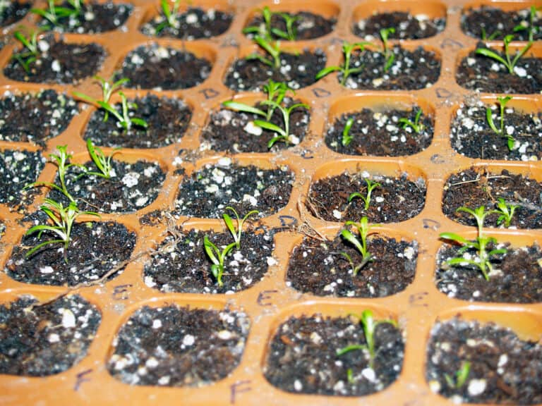 how to start seeds indoors